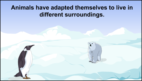 Animated Video 3